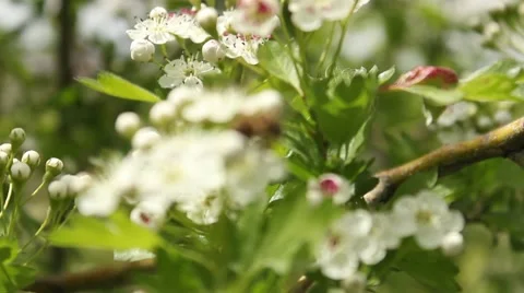 Bee on Flower Stock Footage 54081629