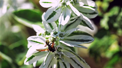Bee on the flower Video stock 54096088