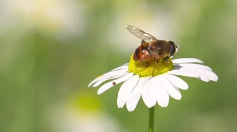 Bee On Flower 스톡 동영상 54400944