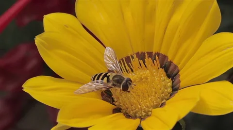 Bee on flower Vidéo 54405360
