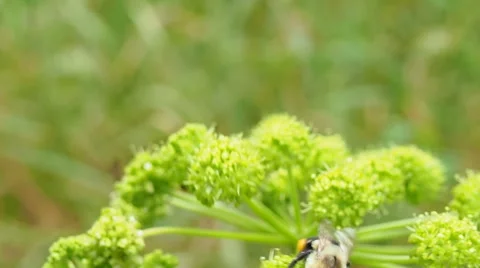 Bee on flower Stock Footage 58557718