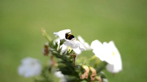 Bee on the flower Stock Footage 59860619