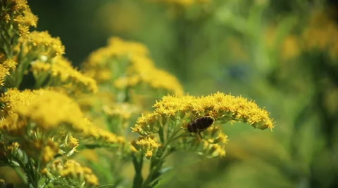 Bee on the flower. Stockbeeldmateriaal 63617746