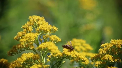 Bee on the flower. Stock Footage 63618639