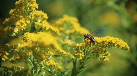 Bee on the flower. Stock Footage 63618719