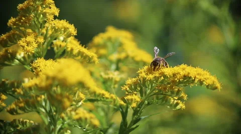 Bee on the flower. Video stock 63618830