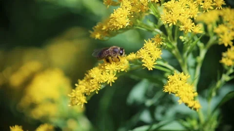 Bee on the flower. Stock Footage 63618917