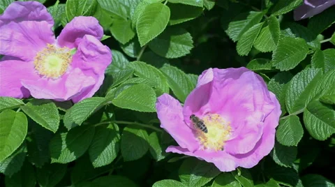 Bee on the flower. Stockbeeldmateriaal 63652483