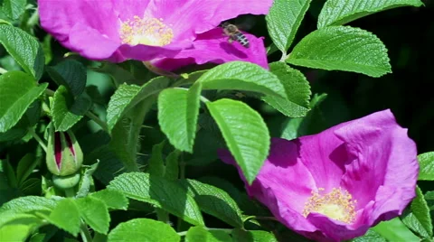 Bee on the flower. Stock Footage 63652765