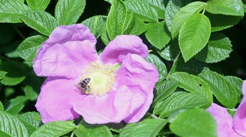 Bee on the flower. Stock Footage 63652973