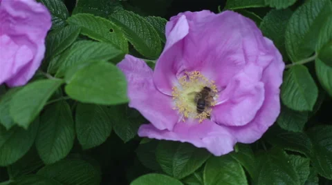 Bee on the flower. Stock Footage 63653243