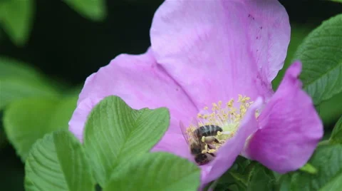 Bee on the flower. Video stock 63653382