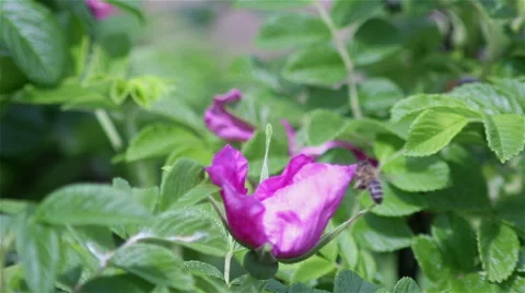 Bee on the flower. Stock Footage 63653576