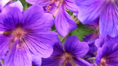 Bee on the flower Stock Footage 64049576