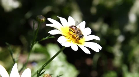 Bee on the flower Stock Footage 64359994