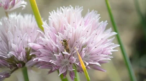 Bee on the flower Stock Footage 66243571