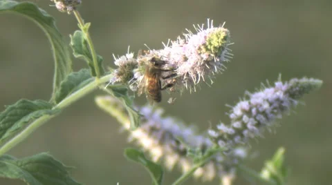 Bee on Flower Stock Footage 66687077