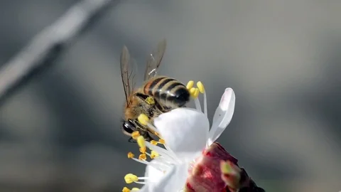 Bee on flower Stock Footage 69762901