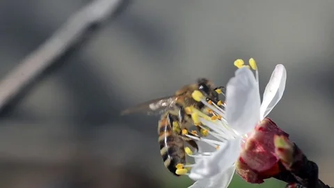 Bee on flower Stock Footage 69763199