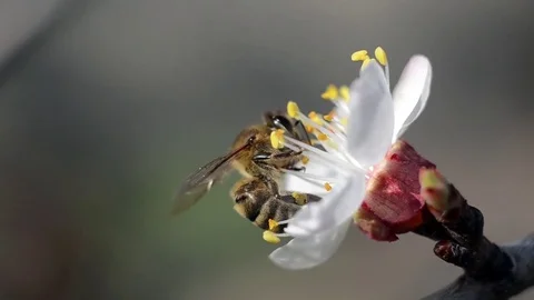 Bee on flower Stock Footage 69763674