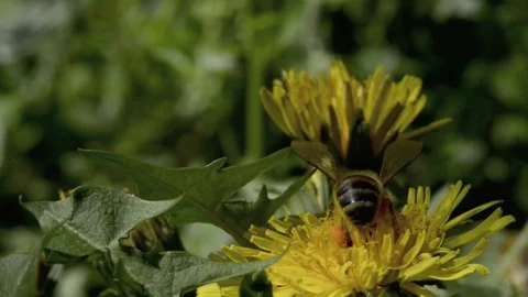 Bee on the flower Stock Footage 74083163