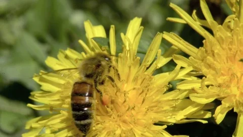 Bee on the flower 库存影片 74089420