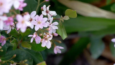Bee on flower Stock Footage 74219419