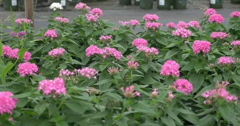 Bee On Flower Video stock 74536421