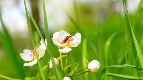Bee on flower. Stock Footage 75084749