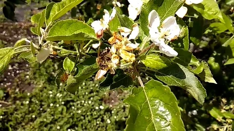 Bee on flower Stock Footage 75468126