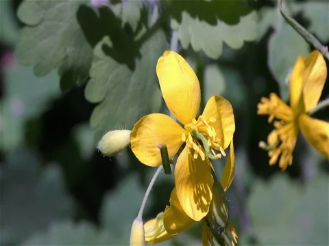 Bee on the flower Stock-Footage 75688755