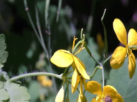 Bee on the flower Stock-Footage 75688856