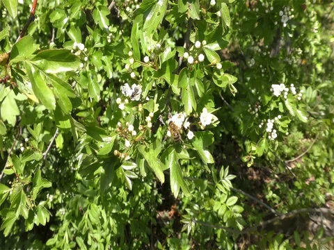 Bee on the flower Stock Footage 75688929
