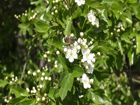 Bee on the flower Stock Footage 75688978