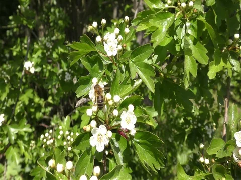 Bee on the flower Stock Footage 75689120