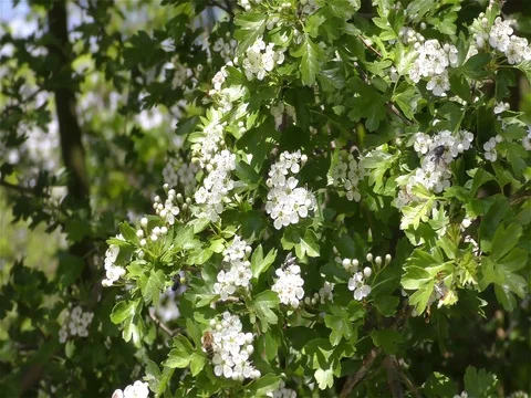 Bee on the flower Vidéo 75689520