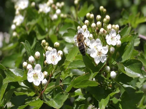 Bee on the flower Stock Footage 75710814
