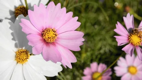 Bee on flower. Stock Footage 76361554
