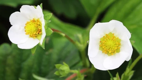 Bee on flower. Stockbeeldmateriaal 76546506