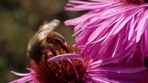 Bee on a flower. Stockbeeldmateriaal 76546619