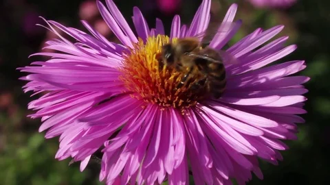Bee on a flower. Stockbeeldmateriaal 76546662