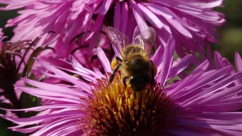Bee on a flower. Stockbeeldmateriaal 76546684