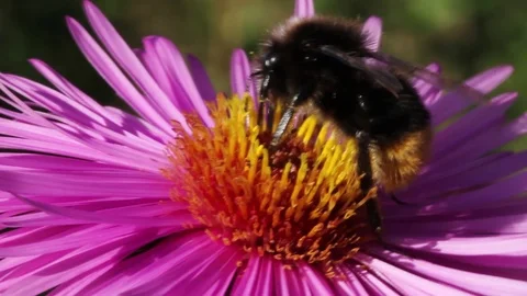 Bee on a flower. Stockbeeldmateriaal 76546730