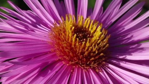 Bee on a flower. Stockbeeldmateriaal 76546740