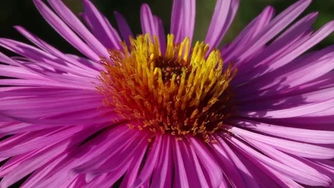 Bee on a flower. Stockbeeldmateriaal 76546790