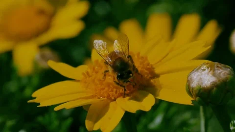 Bee on the flower Stock Footage 77038044