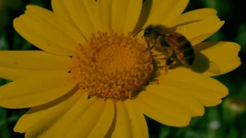 Bee on the flower Stock Footage 77244801