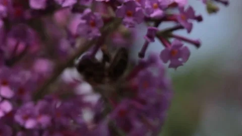 Bee on a flower Stock Footage 77461848