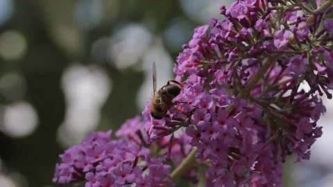 Bee on a flower Stock Footage 77462399