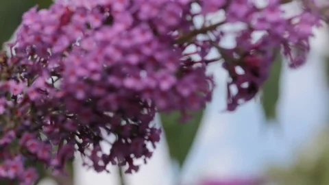 Bee on a flower Stock Footage 77462463